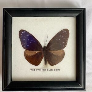 Framed Mounted Striped Blue Crow Real Butterfly from Thailand